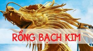 Phân tích Cầu Bạch Kim 666: Cách dự đoán số may mắn trong xổ số